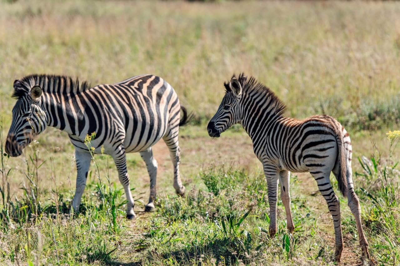 Thaba Eco Hotel Johannesburg Luaran gambar